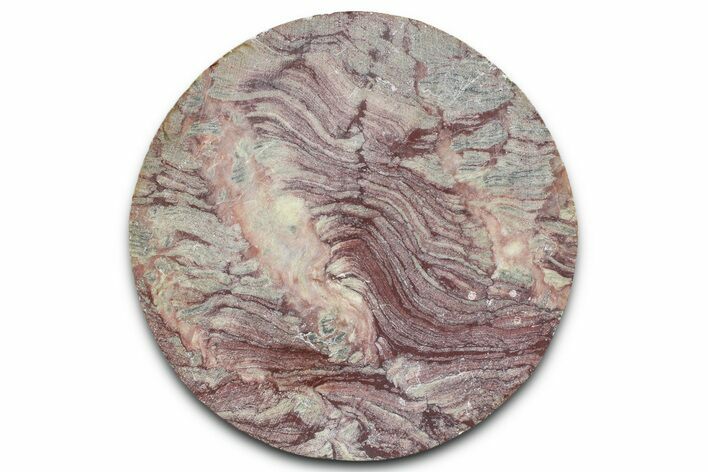 Polished Neoproterozoic Stromatolite (Conophyton) - Morocco #365847